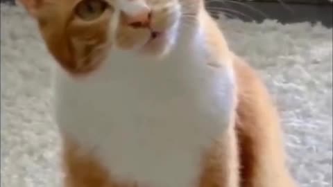 Meow funny video 2023