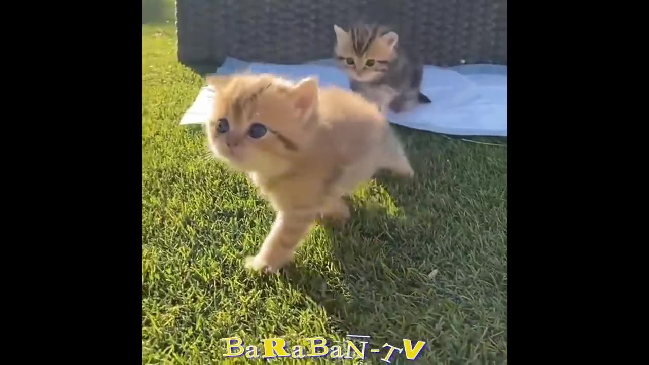 😺 The cutest kittens in the world! 🐈 Compilation of funny videos with cats for a good mood.