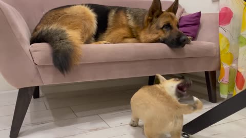 Tiny Puppy Demands Attention from German Shepherd