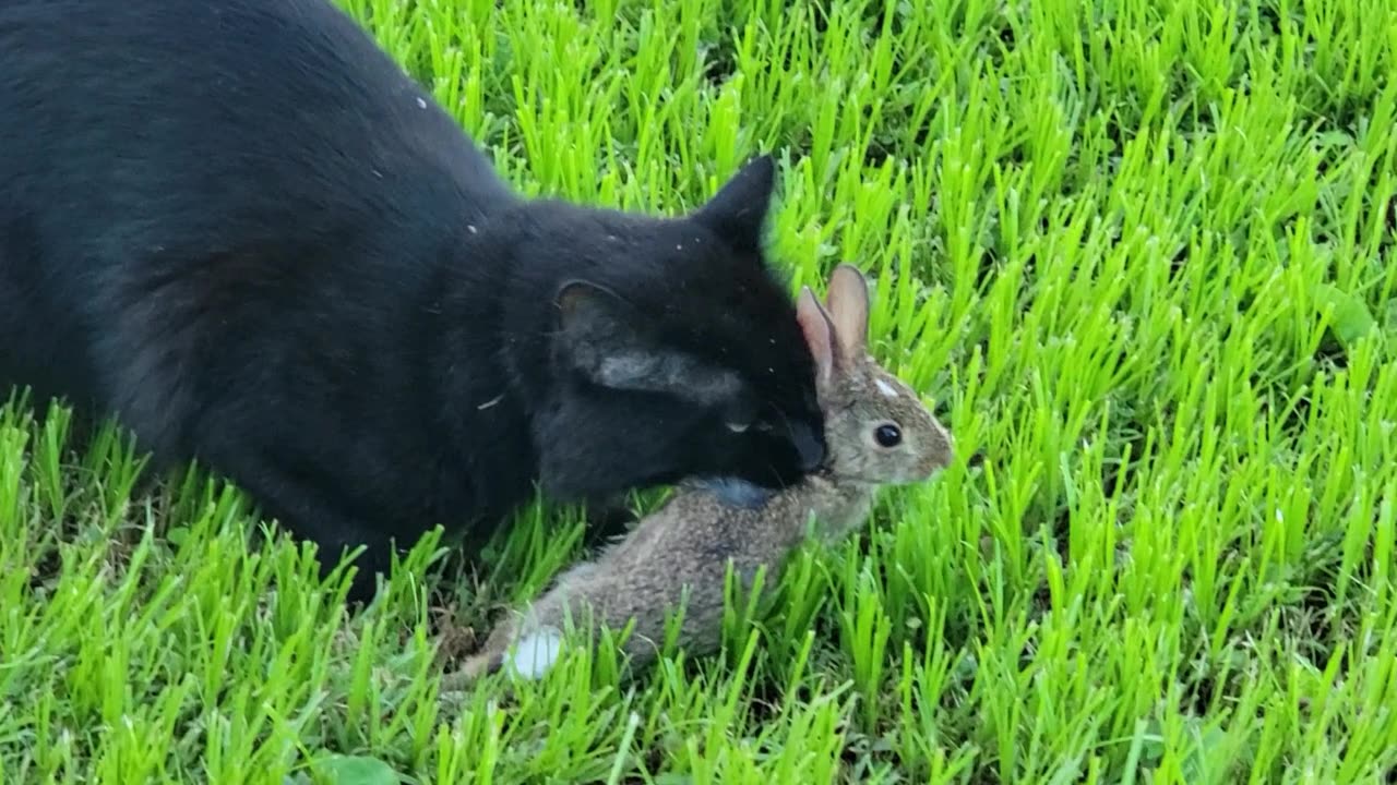 I CAN'T SAVE IT: CAT SUCKS THE LIFE OUT OF THE BABY RABBIT!