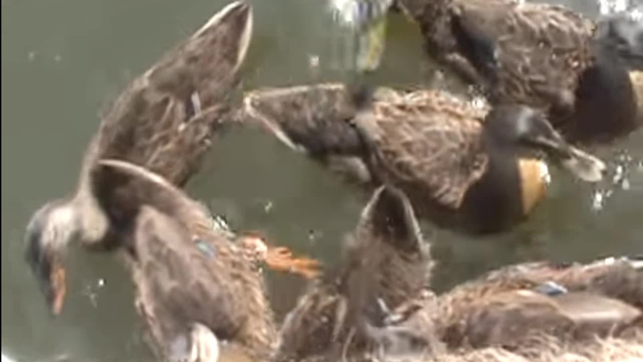 Baby Mallard Ducks Begging me for Peanut Butter Crackers!!