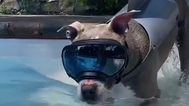 Big brother dog who loves swimming