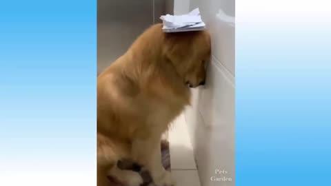 Best Funny Pet Videos Cute 😹 Cats And 🐶 Funny Pets and Animals