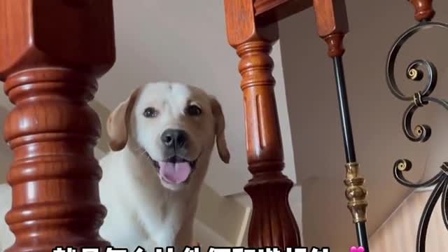 The first time I saw a cat and a dog, I felt that I would watch a play tonight