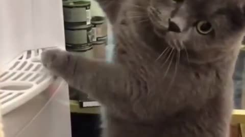 Funniest Cats And Dogs Video 😉😍😍