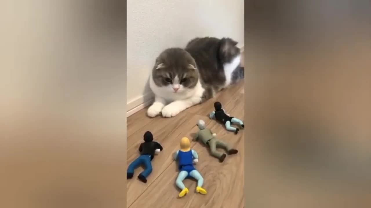 funny cat video