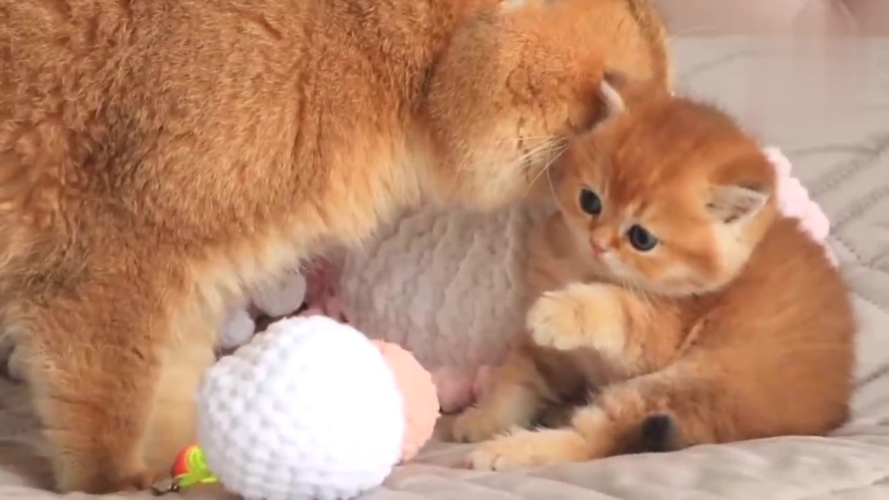 The kitten saw his father Tom For the First Time. 🐱😜