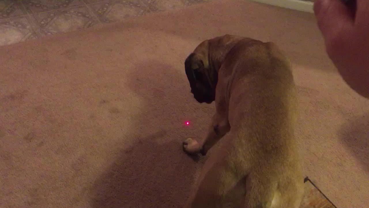 Two English Mastiff's vs Laser Pointer