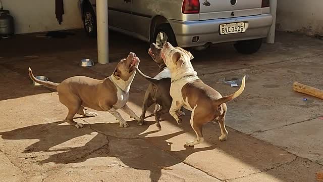 Three American Bullies Play with a Balloon for the First Time