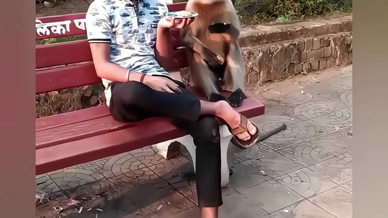 Funniest monkeys act