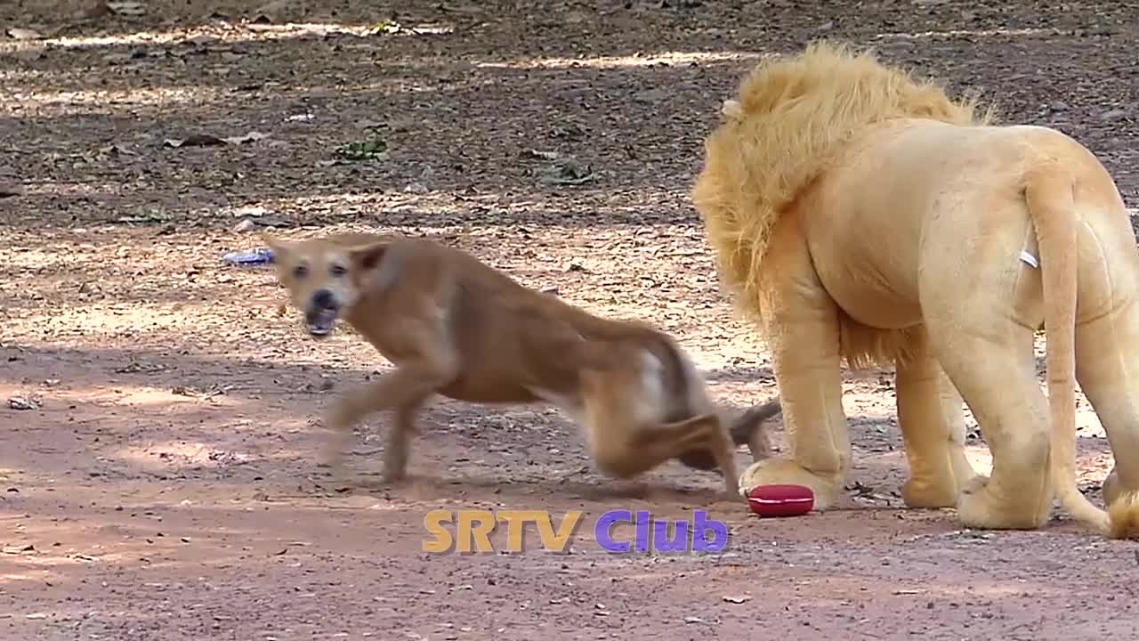 Best Prank Collection Top 15 - Fake Lion Prank Real Dog Super Funny - Try Not To Laugh Challenge