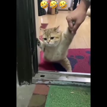 Cute cat