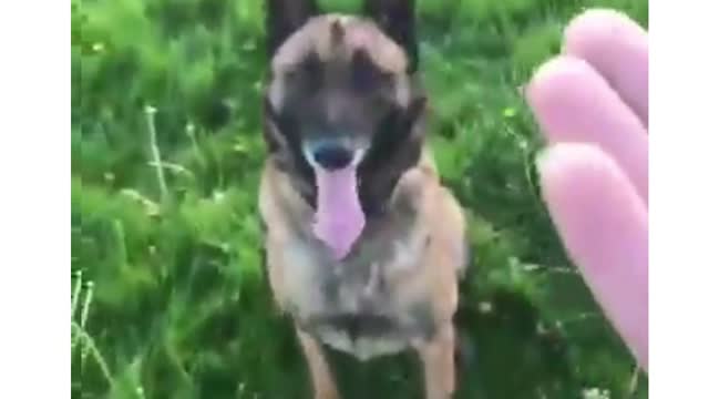 Who Needs This Secret to using your dog's natural intelligence to stop bad behavior?