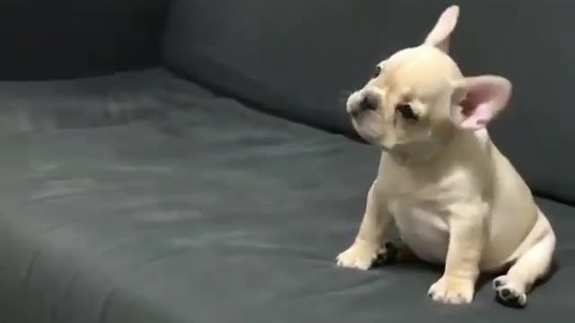 Puppy puppy, come here