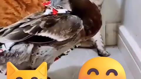 DUCK VS CAT
