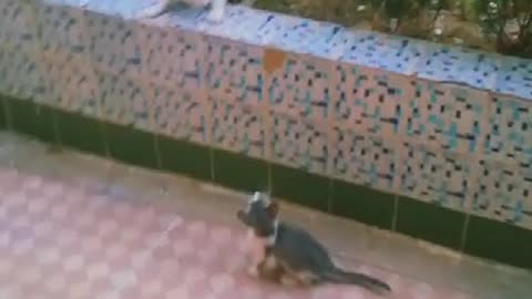 Funny cats