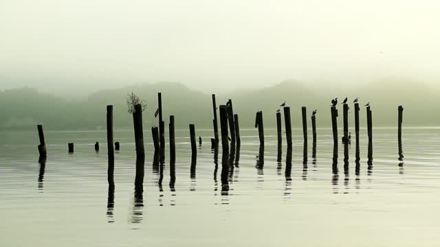 Birds on the Post (Free to Use HD Stock Video Footage)