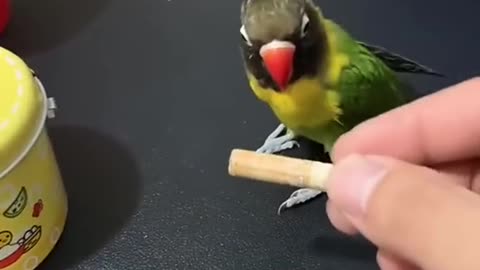Beautiful parrot