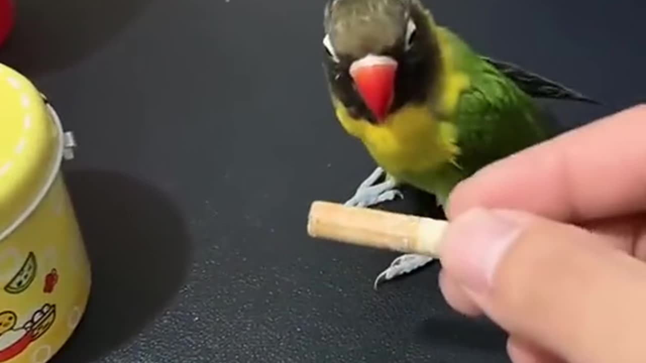 Beautiful parrot
