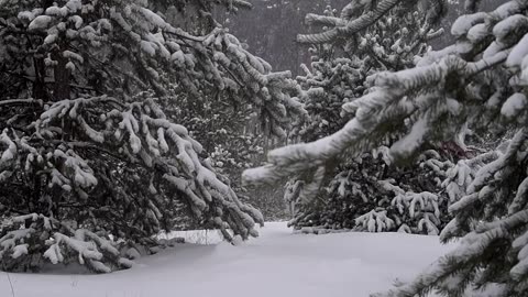 Pine Forest Snow Winter Snowfall