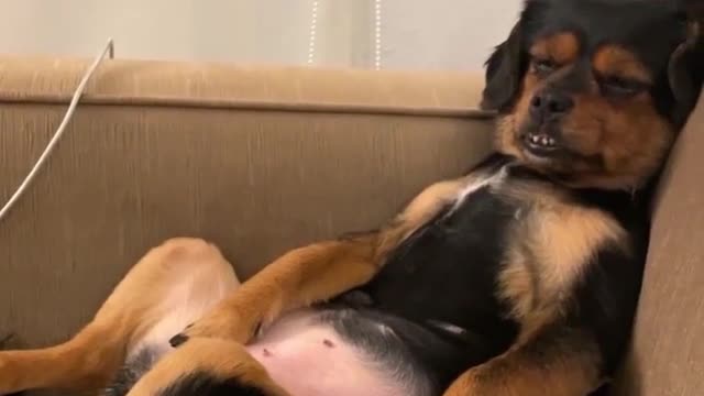 Dog sleep funny video