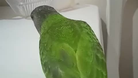 my funny senegal youyou parrot