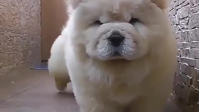 Two cute little white dogs