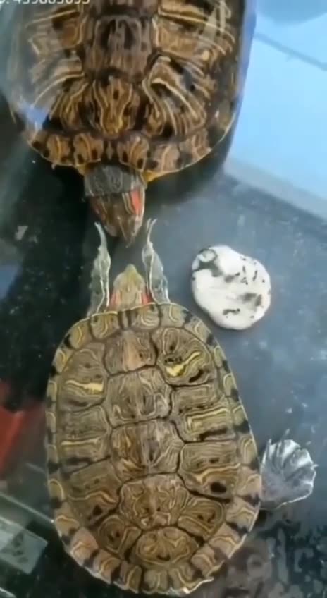 She is trying to attract his attention 🤣👍