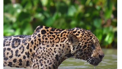 Leopard Video|Leopard Facts|Animal Video