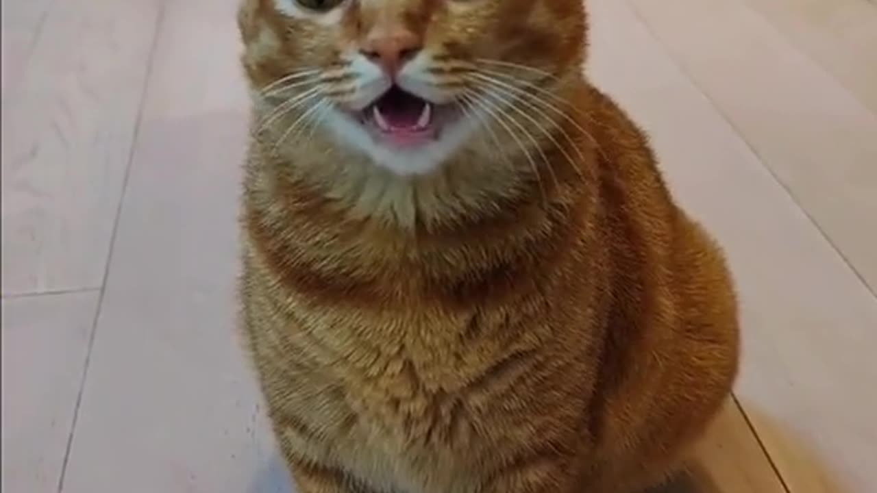 cat singing