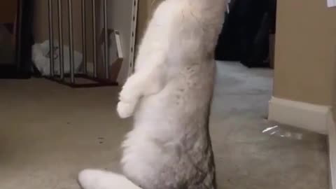 A cat standing upright