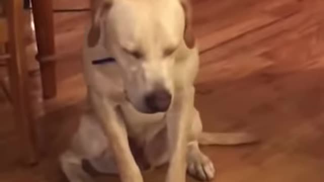 Funny sleepy dog