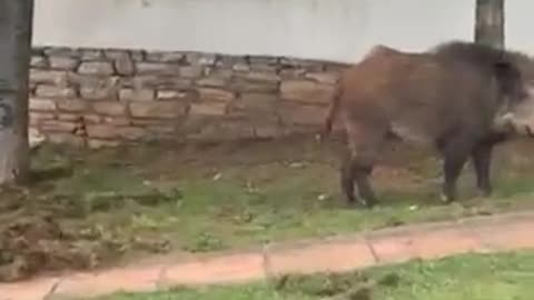 Από κήπο στην Εκάλη