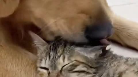 Dog Loves Cat!!!!!!