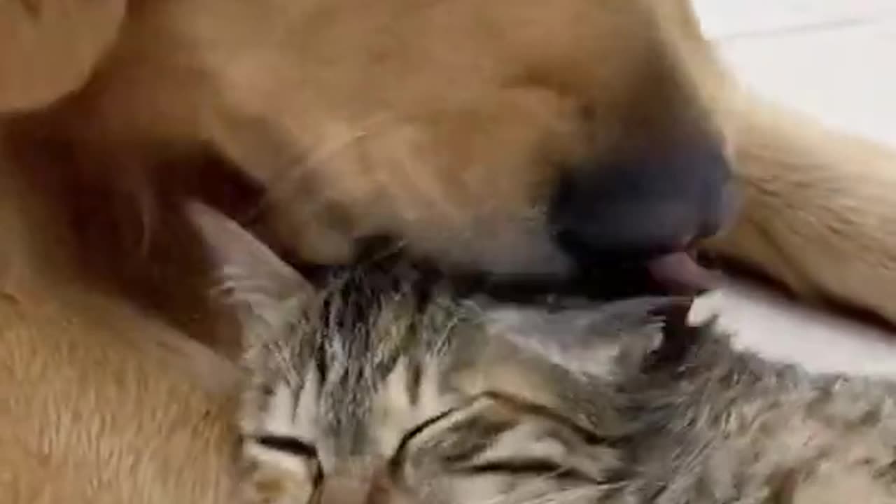 Dog Loves Cat!!!!!!