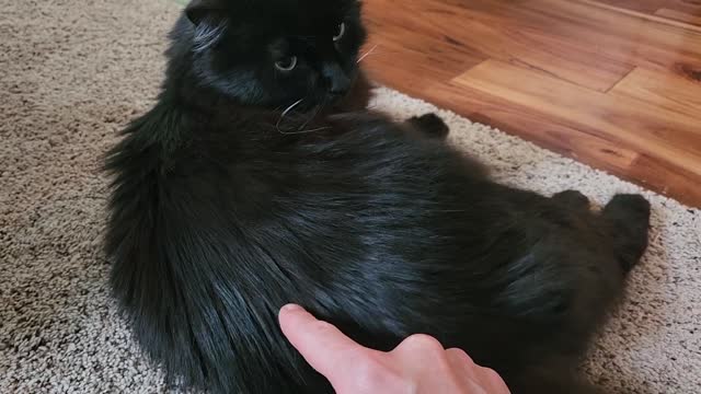 Sometimes you gotta bother the kitty.