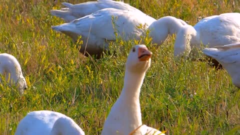 Duck Video//Animal video//Birds