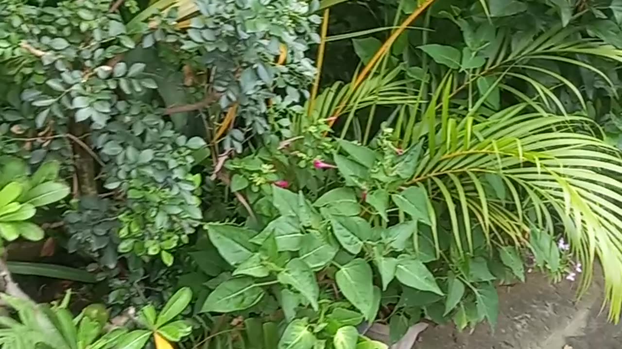 #mybeautifulflowers