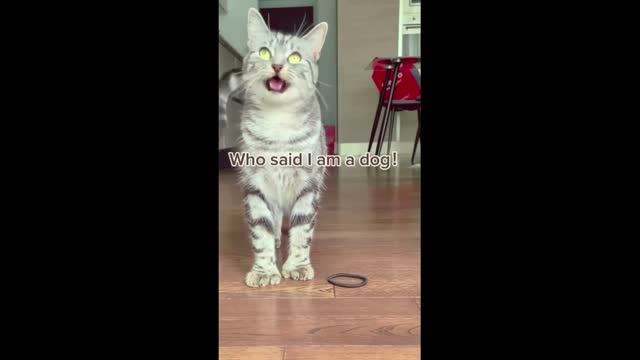 Viral Clips funnyCats shorts Video