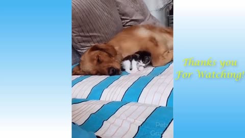 Cute Pets And Funny Animals