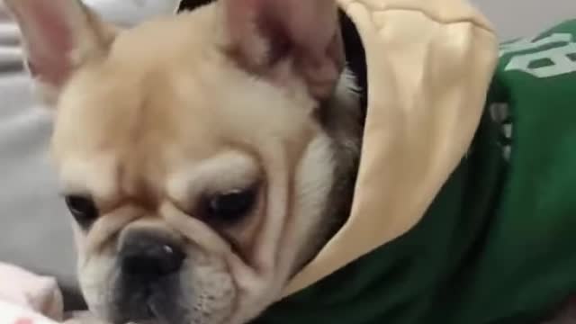 cute and funny pet 😄/ try not to laugh to these compilation