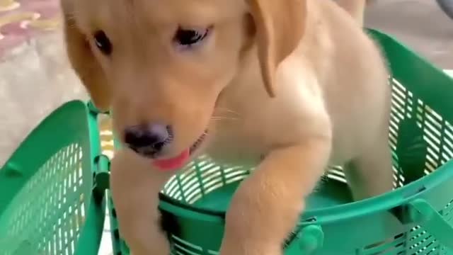 new puppy add | Labrador puppy | cute dog video | funny dog | family dog | #short