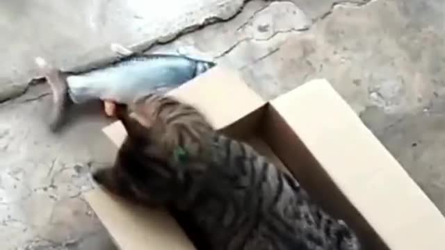 This cat doesn't eat fish, just wants boxes