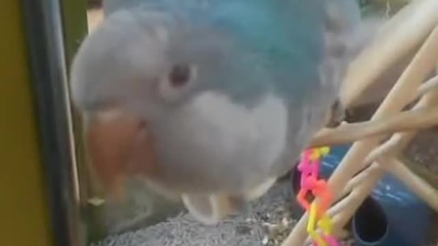 This Bird Wants Out Or Maybe It'd Morse Code