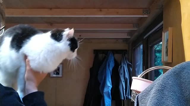 Cat Needs a Gentle Toss to Reach Food Perch