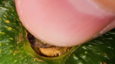 Fruit Macro Video