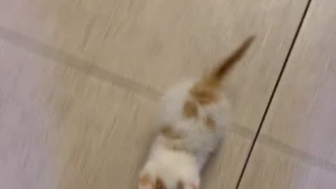 Little Kitten Running Back To Owner After Hearing The Dog Bark