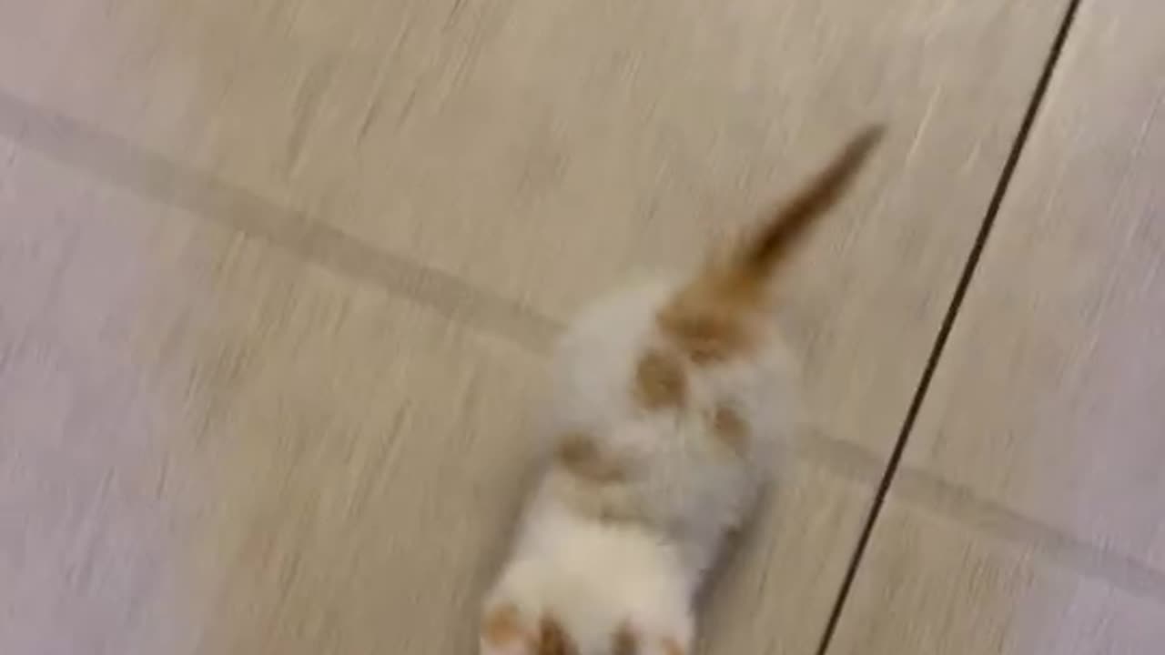 Little Kitten Running Back To Owner After Hearing The Dog Bark