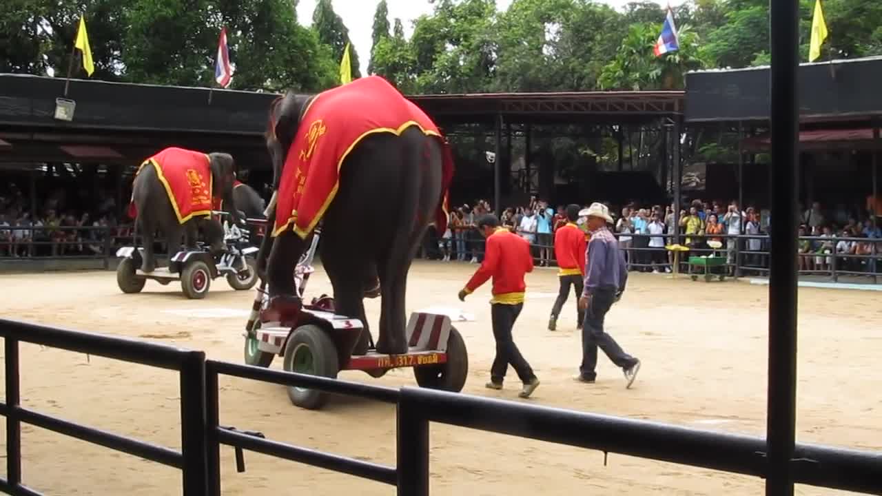 IOI 2011 - The Elephant Show - Riding the Bicycle