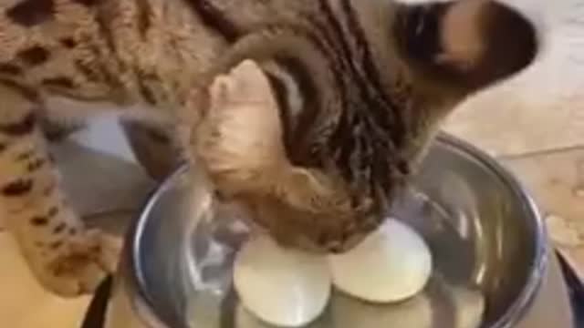 Funniest cat and dogs videos